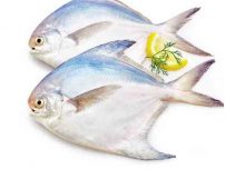 ماهی حلوا سفید عروس جنوب